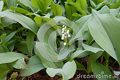 Flowering stem of lily of the valley Stock Photo
