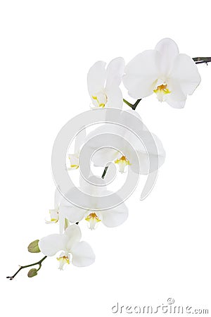 Flowering stem of a white orchid Stock Photo