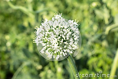 Flowering stems of onions onions flowers Stock Photo