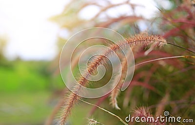 Flowering stems of ornamental fountain grass at sunset Stock Photo