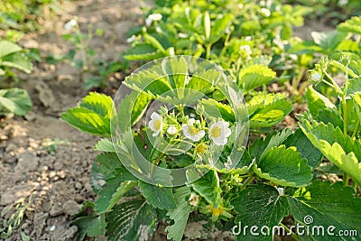 Flowering strawberry bush, white flowers on a young spring plant strawberries Stock Photo