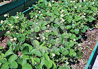 Flowering strawberry plant on the gardenbed Stock Photo