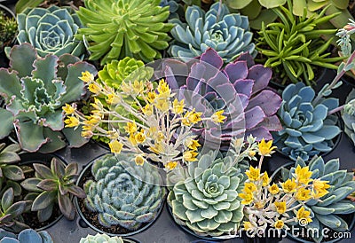 Flowering succulent in bloom on an assorted tray Stock Photo