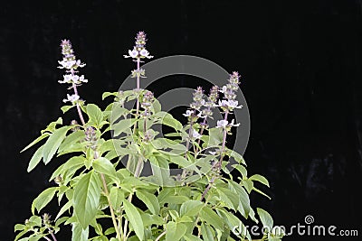 Flowering Sweet Basil Stock Photo