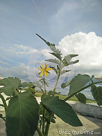 flowering of a tomato, tomato bush with a thick stem, with a bunch of yellow flowers and buds Stock Photo