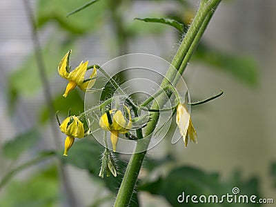 Flowering tomato plant Stock Photo
