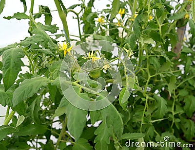 Flowering tomato plants in the greenhouse Stock Photo