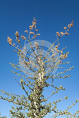 Flowering top of a boojum tree or cirio fouquieria columnaris in Baja California, Mexico Stock Photo