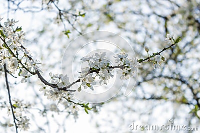 Flowering tree cherry blossom. Colorful spring flower background Stock Photo