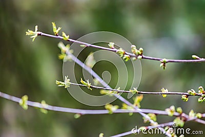 Small cherry branches with buds Stock Photo