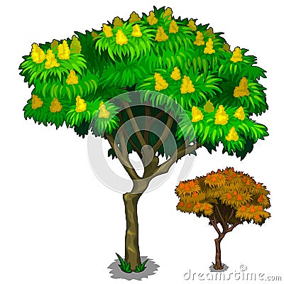 Flowering tree with fruits and autumn version Vector Illustration