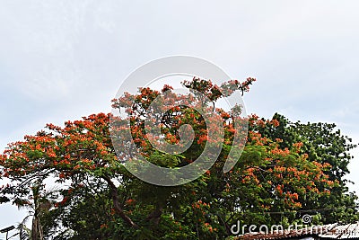 FLOWERING TREE AND SKY Stock Photo