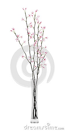 Flowering tree twigs in glass vase isolated on white Cartoon Illustration