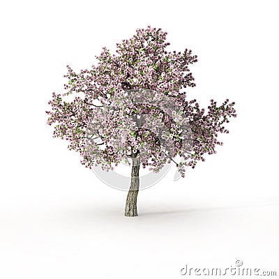 Flowering tree on white Stock Photo