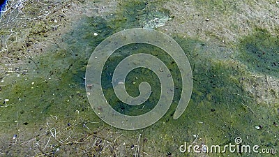 Flowering of unicellular algae on the sand on the shore of the frozen Tiligul estuary Stock Photo