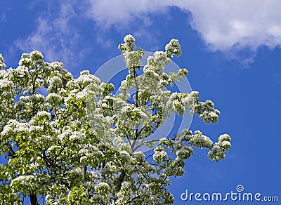 Flowering ussurian pear. Stock Photo