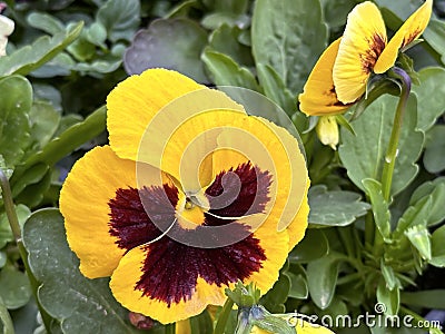 Flowering Violet of Vittrock, or garden pansies Stock Photo