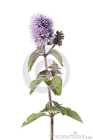 Flowering water mint close up Stock Photo