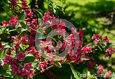 Flowering Weigela Bristol Ruby. Selective focus and close-up of beautiful bright pink weigela flowers against evergreen Stock Photo