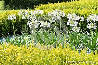 Flowering white agapanthus flowers in a garden Stock Photo