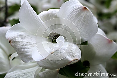 Flowering White Dogwood Blossoms in Spring Stock Photo