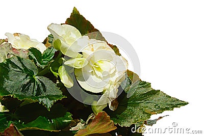 Flowering white hybrid petunia in a flower pot, white background Stock Photo