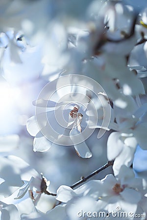 Flowering white magnolia Stock Photo