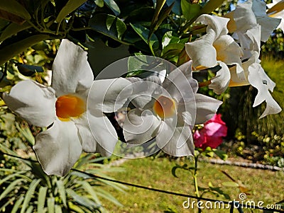 Flowering white Mandevilla rose Dipladenia Stock Photo