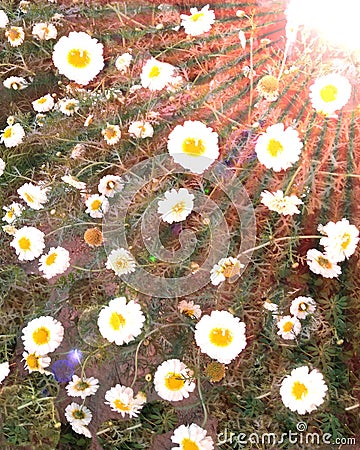 Flowering white yellow daisies in the garden and sun rise Stock Photo