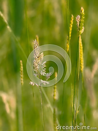 Flowering wild foxtail bristle grass in a meadow Stock Photo