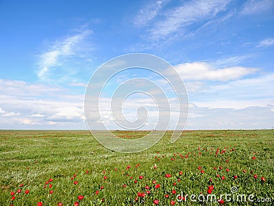 Flowering wild tulips in spring Stock Photo