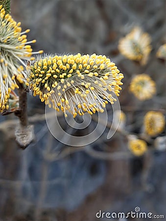 The flowering of the willow sharpleaf (Salix acutifolia). Stock Photo