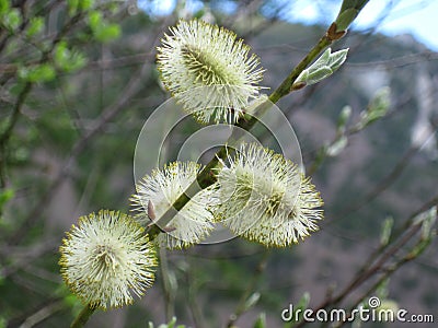 Flowering willows lat. Salix. The first signs of spring Stock Photo