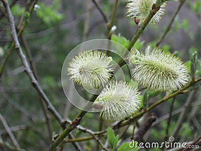 Flowering willows lat. Salix. The first signs of spring Stock Photo