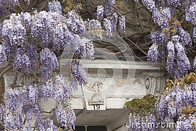 Flowering Wisteria Stock Photo