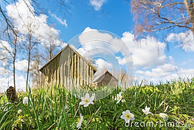 Flowering Wood anemone on a spring meadow Stock Photo