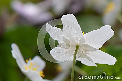Flowering wood anemone nemorosa in spring seen from the back Stock Photo