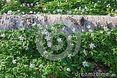 Flowering wood anemones at spring Stock Photo