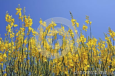 Flowering yellow broom Stock Photo