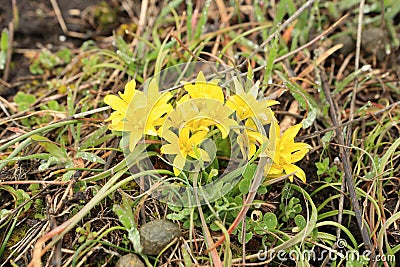 Flowering yellow gagea Stock Photo