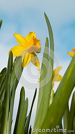 Flowering yellow irises against the background of the spring sky. Stock Photo