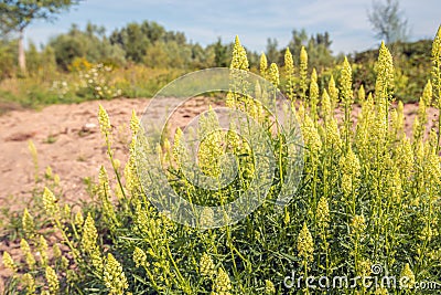 Flowering yellow mignonette plants from close Stock Photo