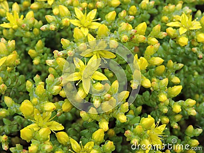 Flowering yellow moss Stock Photo