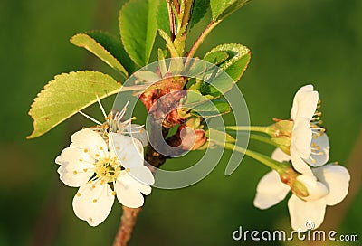 Flowering young cherry tree Stock Photo