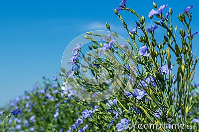 Flowering, young plants of flax on the field, during harvesting, against the sky. Nearby there are beehives with bees Stock Photo