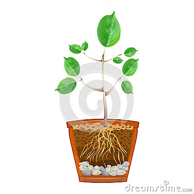 Flowerpot cross section. Seedling with root system in cutaway flower pot. Vector Illustration