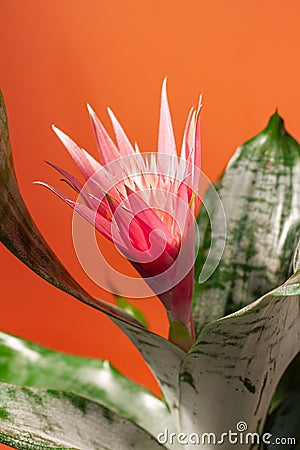 flowerpot houseplant aechmea foliage, big pink decorative flower in clay pot, exotic indoor gardening, love for plants concept Stock Photo
