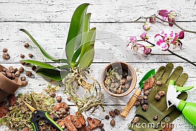 Flowerpots, pine bark, expanded clay, moss and shovel for planting orchids in a pot, spray bottle and garden pruner on table. Stock Photo