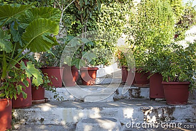 Flowerpots with plantson old thin streets in center of Athens Stock Photo