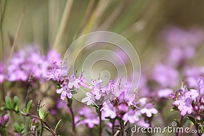 Flowers Stock Photo